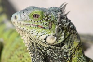 lizard, close up, dry skin-2407877.jpg